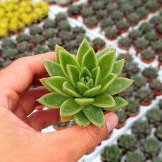 ECHEVERIA AGAVOIDES, image _ab__is.image_number.default