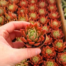 ECHEVERIA AGAVOIDES, image 