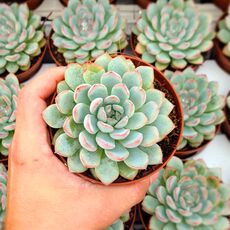 ECHEVERIA APUS, image 