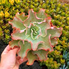 ECHEVERIA CHANTILLY OCTOPUS, image 
