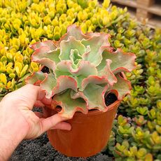 ECHEVERIA CHANTILLY OCTOPUS, image _ab__is.image_number.default