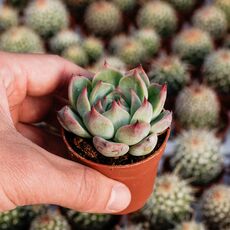 ECHEVERIA CHIHUAHUAENSIS, image 