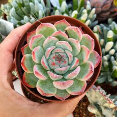ECHEVERIA CHIHUAHUAENSIS, image 