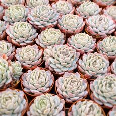 ECHEVERIA ELEGANS, image , 3 image
