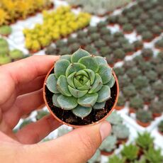 ECHEVERIA FABIOLA, image , 3 image