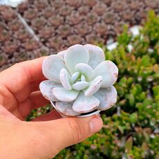 ECHEVERIA LAUI, image 