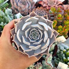 ECHEVERIA LILACINA, image 