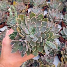 ECHEVERIA MENSA, image 