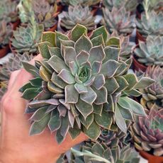 ECHEVERIA MENSA, image _ab__is.image_number.default