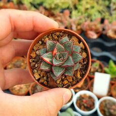 ECHEVERIA MONOCEROTIS VARIEGATA, image _ab__is.image_number.default