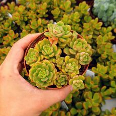 ECHEVERIA MULTICAULIS CAERULEA, image 