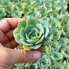 ECHEVERIA NUBIA, image 