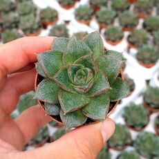 ECHEVERIA PURPUSORUM, image , 2 image