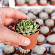 ECHEVERIA RAMILETTE, image 