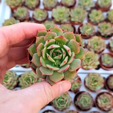ECHEVERIA RAMILETTE, image , 2 image