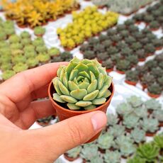 ECHEVERIA RAMILETTE, image , 3 image