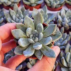ECHEVERIA TOLIMANENSIS, image 