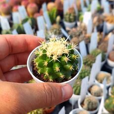 ECHINOCACTUS GRUSONII INERMIS, image 