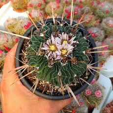 ECHINOFOSSULOCACTUS MULTICOSTATUS, image 