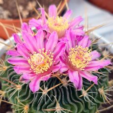 ECHINOFOSSULOCACTUS MULTICOSTATUS, image , 3 image