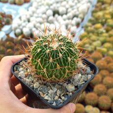 ECHINOFOSSULOCACTUS MULTICOSTATUS, image 
