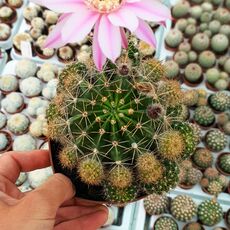ECHINOPSIS CV. ANASTASIA, image 