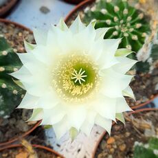 ECHINOPSIS EYRIESII HYB. WHITE, image 