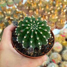 ECHINOPSIS EYRIESII HYB. WHITE, image _ab__is.image_number.default