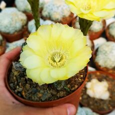 ECHINOPSIS EYRIESII HYB. YELLOW, image 