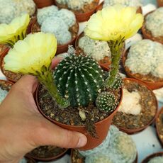 ECHINOPSIS EYRIESII HYB. YELLOW, image _ab__is.image_number.default