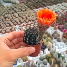 ECHINOPSIS EYRIESII HYB. ORANGE, image 