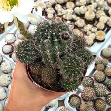 ECHINOPSIS EYRIESII HYB. WHITE, image , 2 image