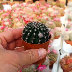 ECHINOPSIS OBREPANDA, image 