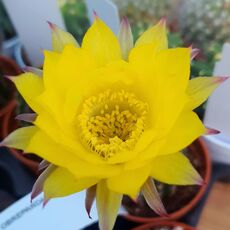 ECHINOPSIS OBREPANDA, image 