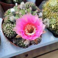 ECHINOPSIS EYRIESII HYB. PINK, image _ab__is.image_number.default