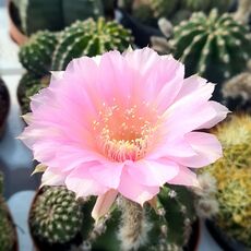 ECHINOPSIS EYRIESII HYB. PINK, image 