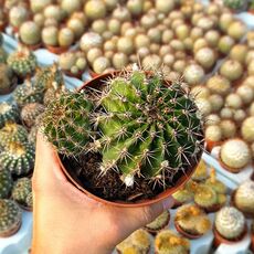 ECHINOPSIS EYRIESII HYB. PINK, image _ab__is.image_number.default