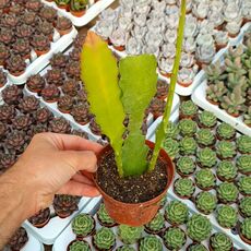EPIPHYLLUM HYBRID LUTEO, image 
