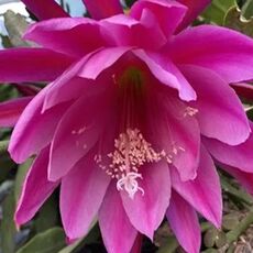 EPIPHYLLUM HYBRID AUGUSTUS, image 