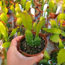 EPIPHYLLUM HYBRID AUGUSTUS, image _ab__is.image_number.default