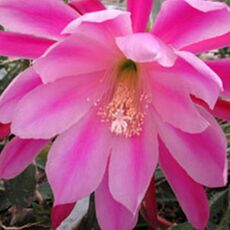 EPIPHYLLUM HYBRID BEAHM'S SURPRISE, image 