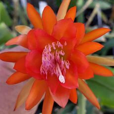 EPIPHYLLUM HYBRID BRUNO FORSTER, image 