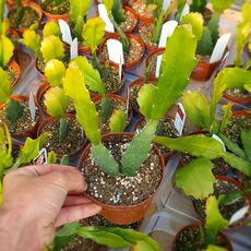 EPIPHYLLUM HYBRID BRUNO FORSTER, image _ab__is.image_number.default