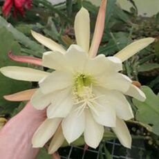 EPIPHYLLUM HYBRID CAROL, image 