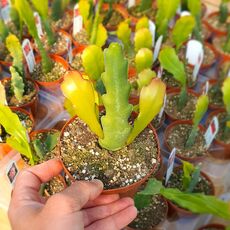EPIPHYLLUM HYBRID CAROL, image , 2 image