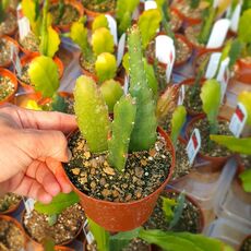 EPIPHYLLUM HYBRID DANTE, image _ab__is.image_number.default