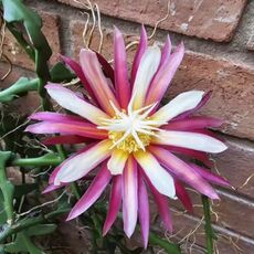 EPIPHYLLUM HYBRID EDMOND LAIMARE, image 