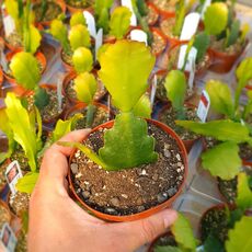 EPIPHYLLUM HYBRID EDMOND LAIMARE, image _ab__is.image_number.default