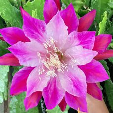 EPIPHYLLUM HYBRID EMMET KELLY, image 