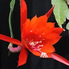 EPIPHYLLUM HYBRID EMPEROR'S GLADIATOR, image 